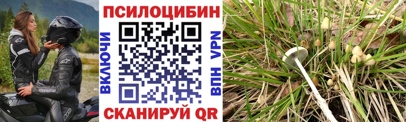 Галлюциногенные грибы Cubensis  Дятьково 